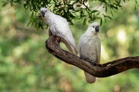 Kakadu zlutocecelaty - Cacatua galerita - Sulphur-crested Cockatoo o2162